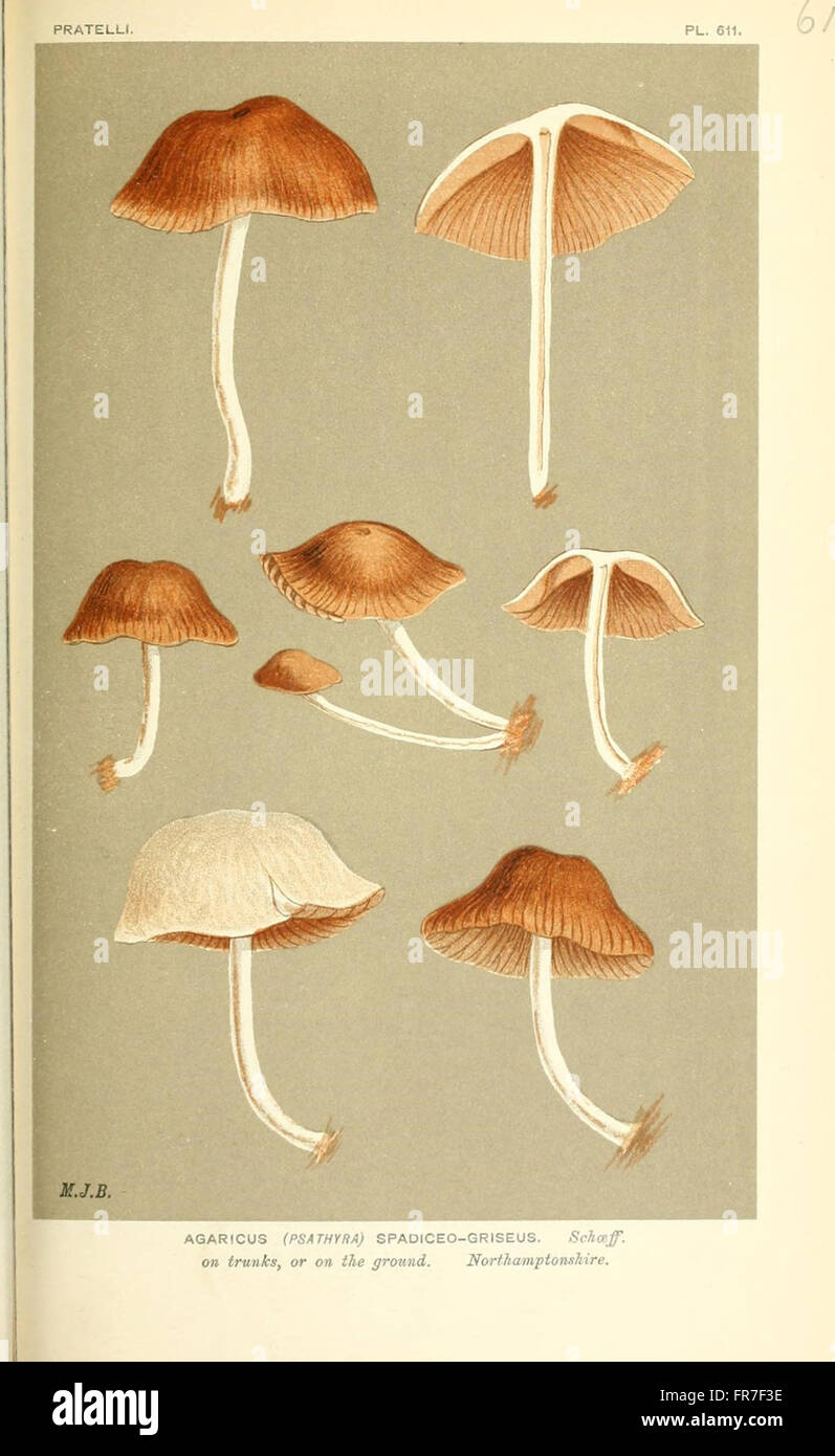 Illustrations of British Fungi (Hymenomycetes), to serve as an atlas to the  Handbook of British Fungi  (Pl. 614) Stock Photo