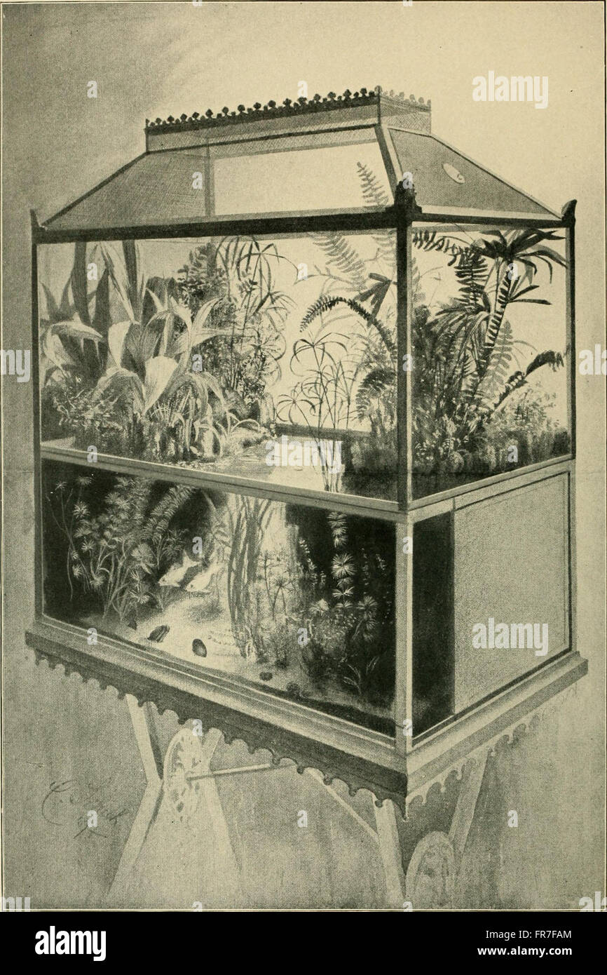How to Breed Goldfish: A Step-by-Step Guide - The Pets Portal