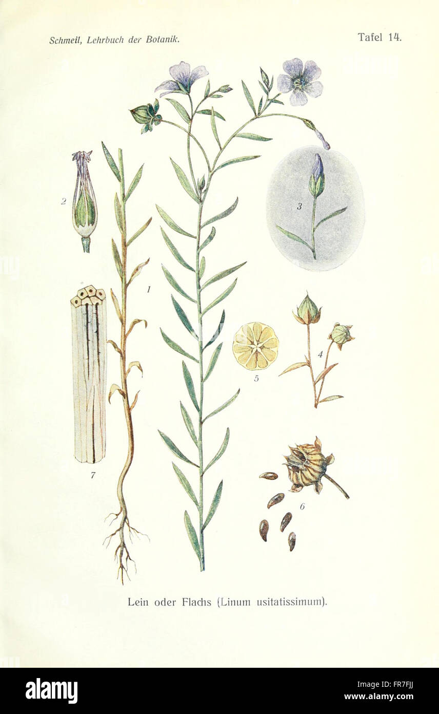 'Lehrbuch der Botanik' (Botany Textbook) includes detailed ...