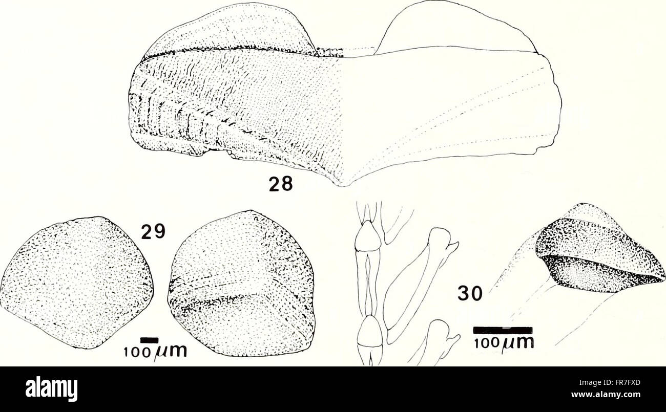 The 1988 edition of the American Malacological Bulletin includes ...