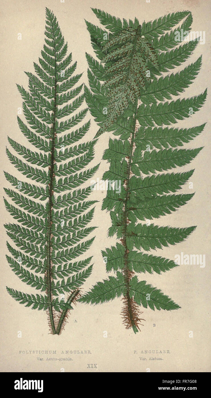 Our native ferns, or, A history of the British species and their ...