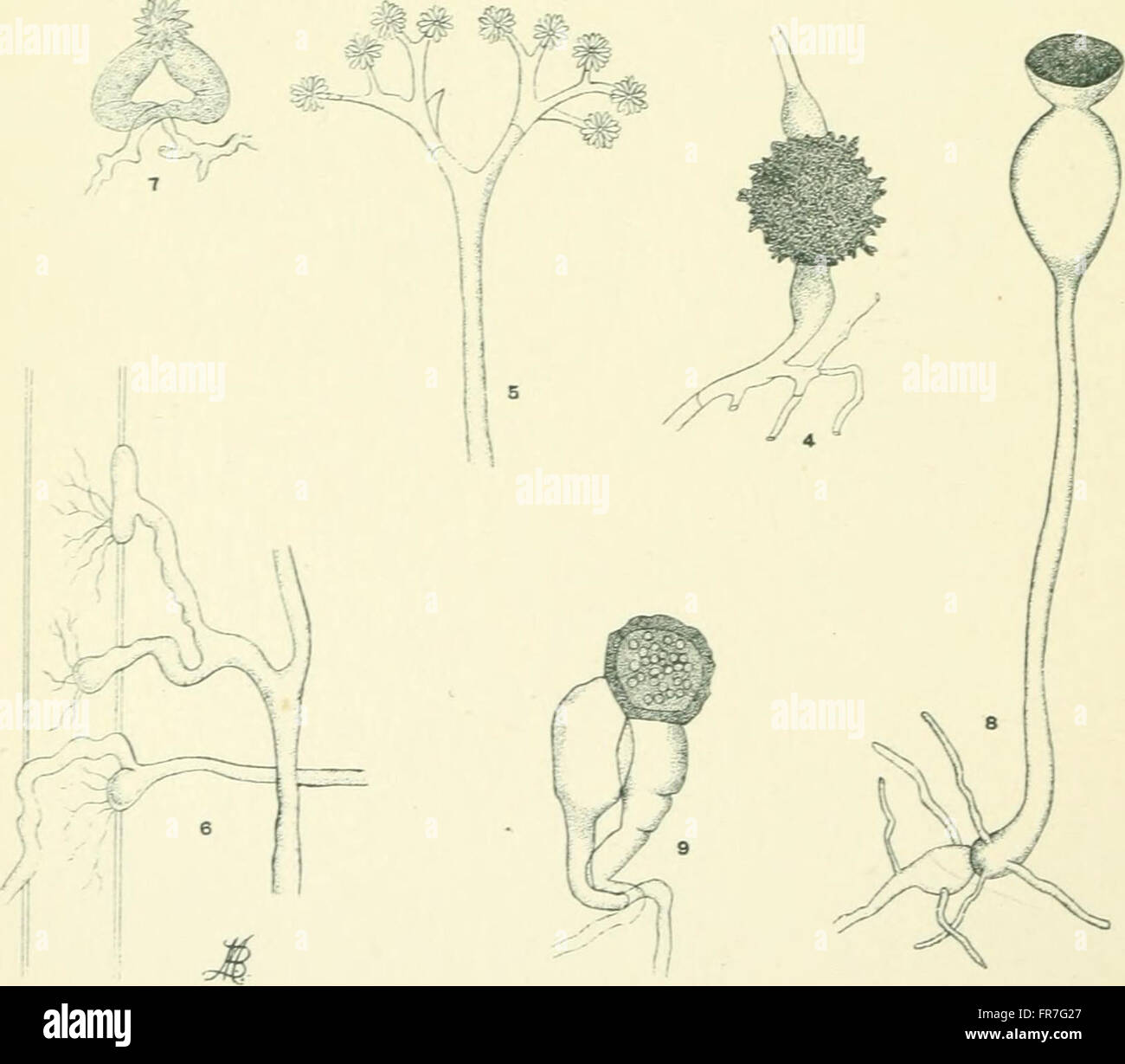 Moulds, mildews, and mushrooms; a guide to the systematic study of the Fungi and Mycetozoa and their literature (1899) Stock Photo