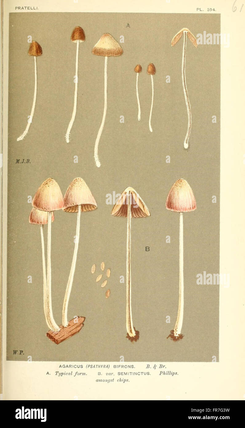 Illustrations of British Fungi (Hymenomycetes), to serve as an atlas to the  Handbook of British Fungi  (Pl. 616) Stock Photo