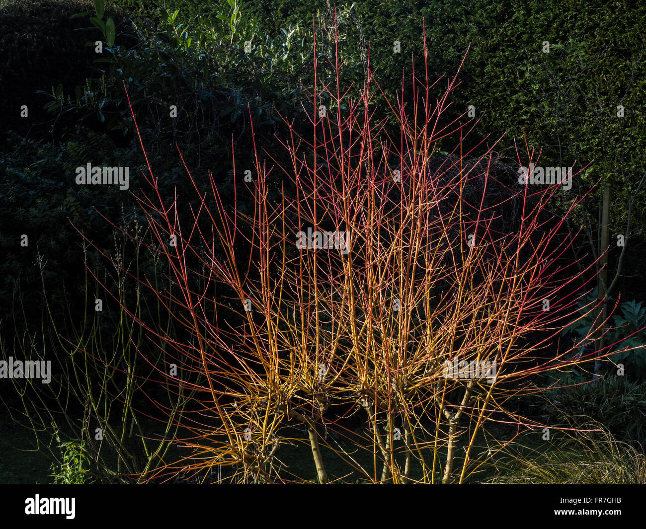 Cornus 'Midwinter Fire' stems in spring sunshine Stock Photo