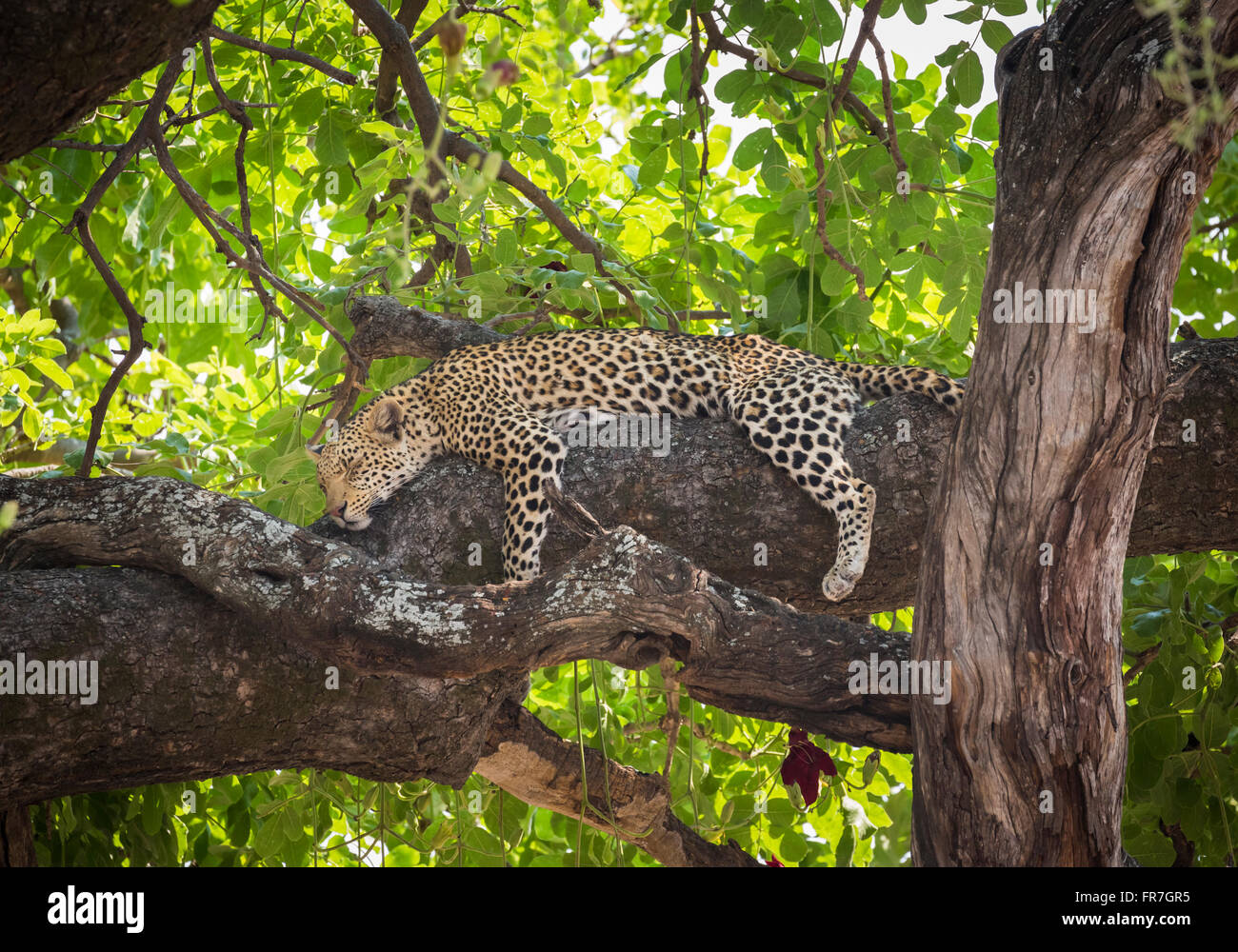 Leopard (Panthera pardus) asleep on a tree branch, Sandibe Camp, by the Moremi Game Reserve, Okavango Delta, Botswana, Africa Stock Photo