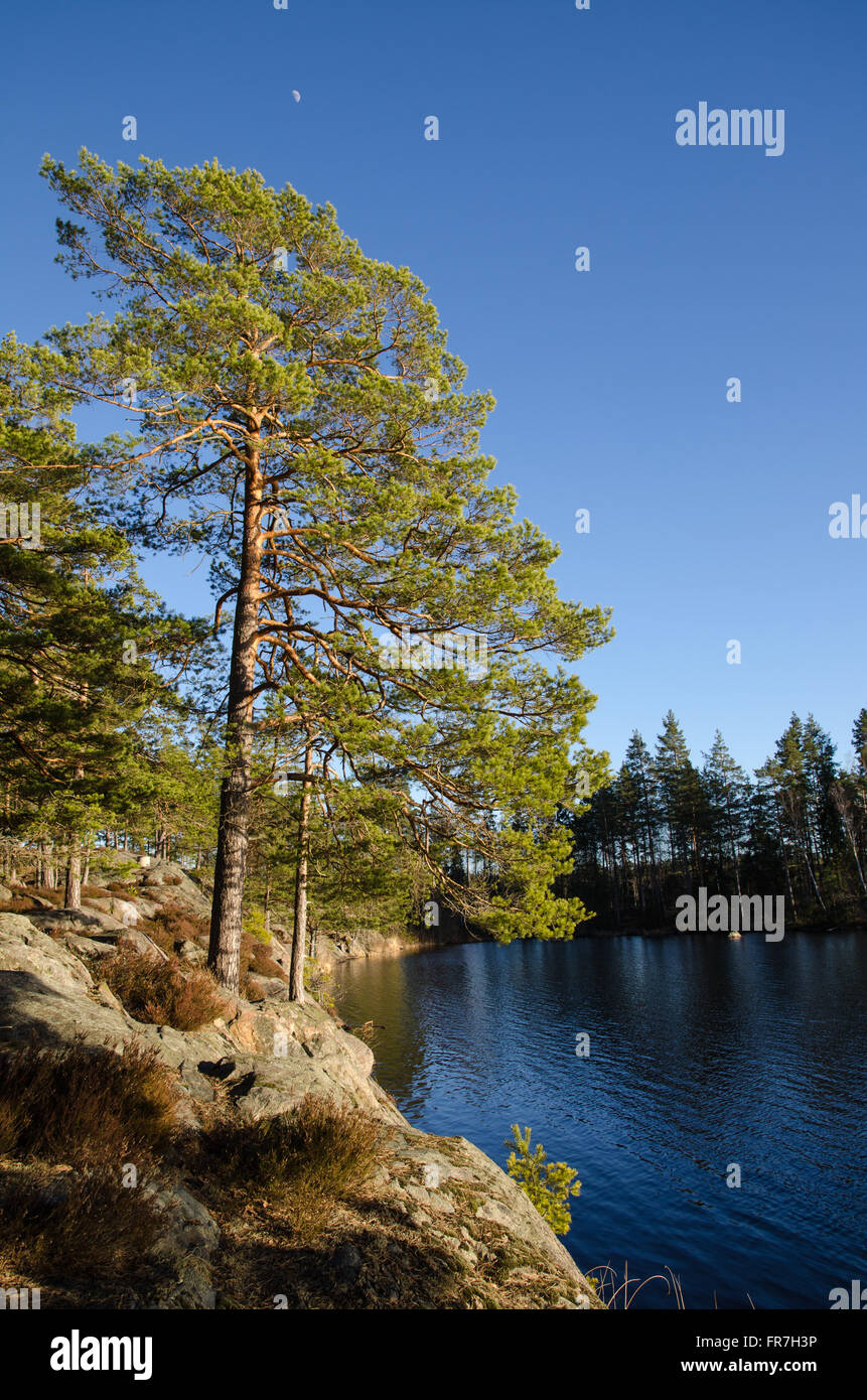 View coniferous forest lake hi-res stock photography and images - Alamy