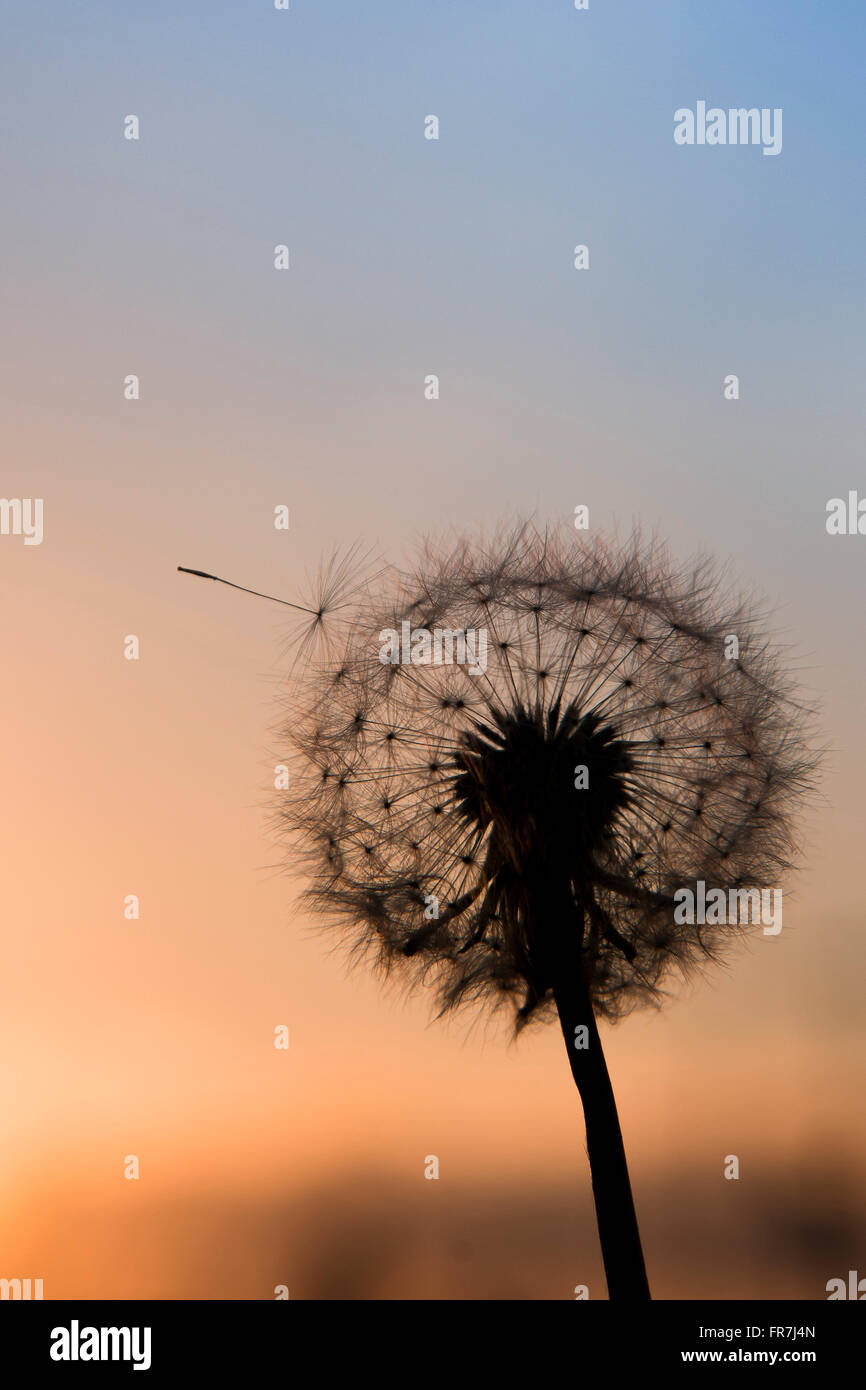 Dandelion Clocks silhouette on sunset Stock Photo Alamy