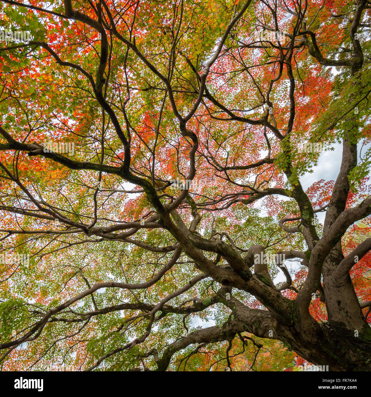 Colorful autumn tree Stock Photo - Alamy
