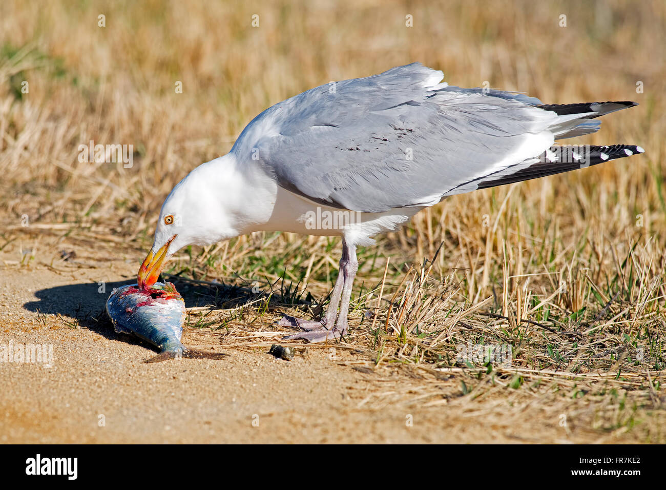 Herring Gull with Large Fish Stock Photo Alamy