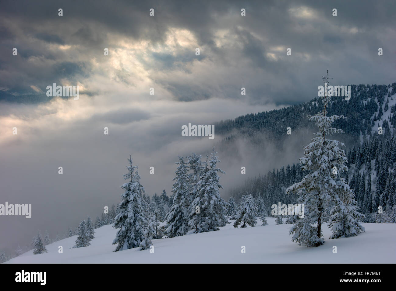 Trees covered fog cold temperature hi-res stock photography and images ...