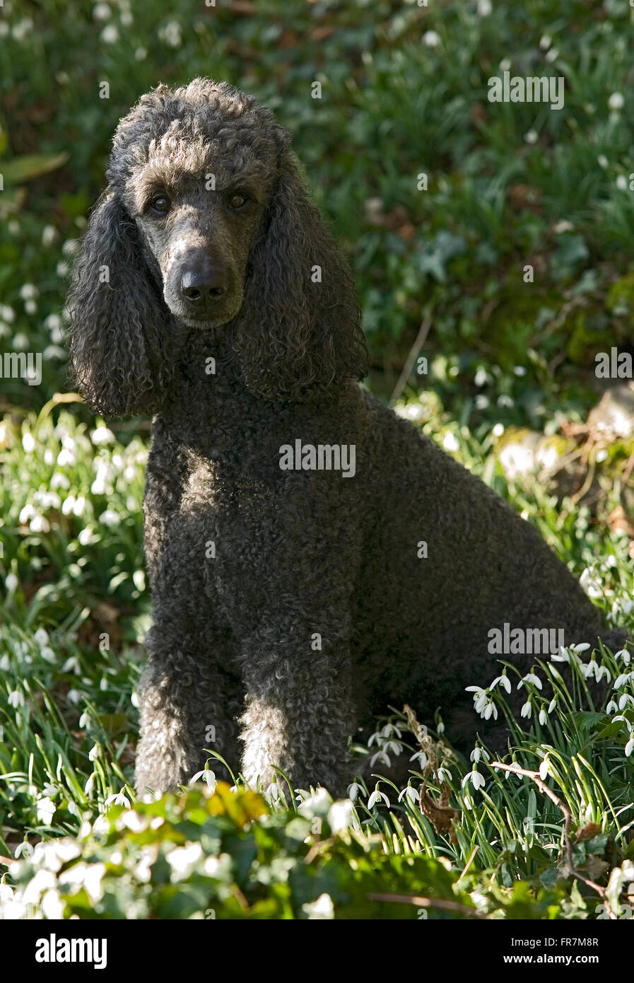 A black standard poodle sitting in snowdrops Stock Photo