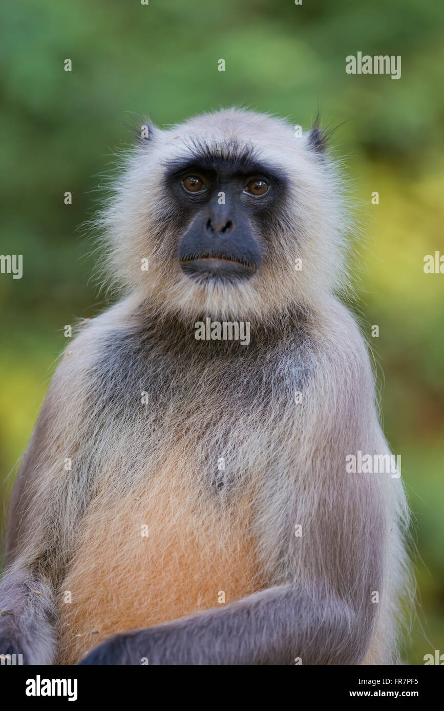 Portrait of a gray langur, typical indian monkey Stock Photo - Alamy