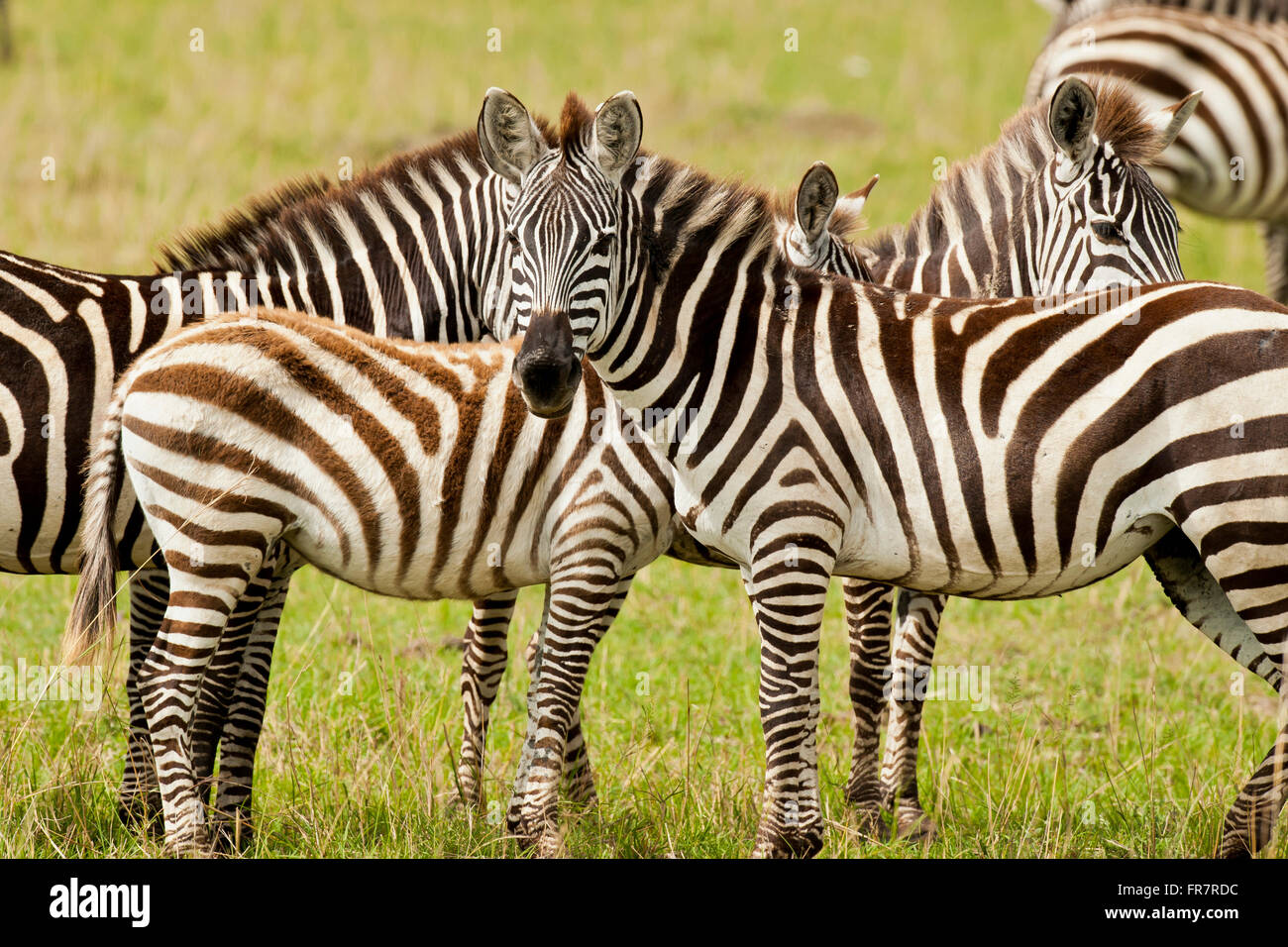 zebra in Masai Mara national park in Kenya Stock Photo