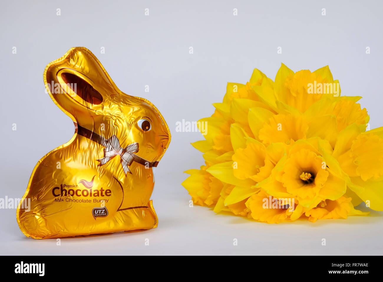 easter chocolate bunny wrapped in gold foil alongside freshly cut daffodils england uk Stock Photo