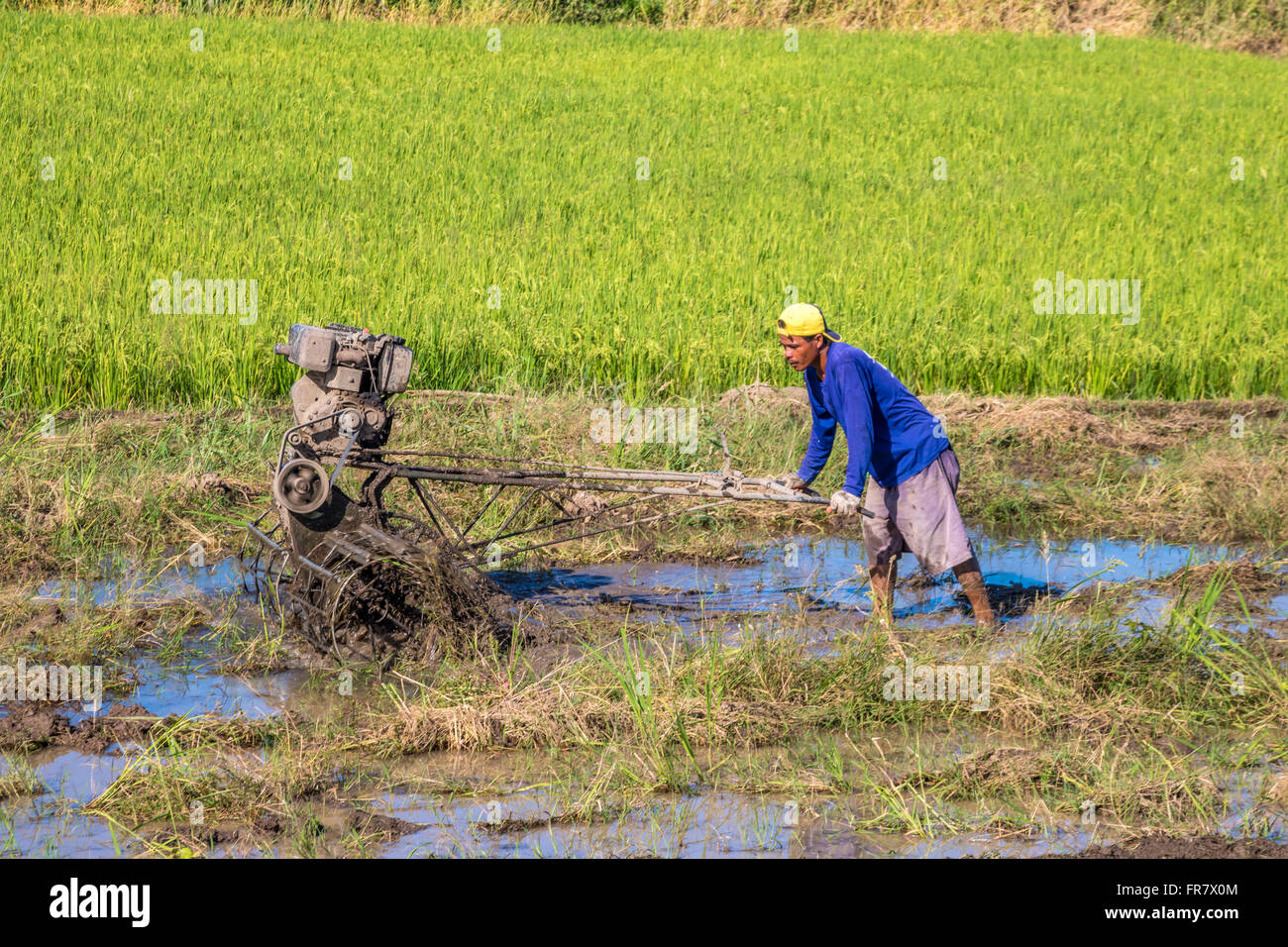 Leyte Rice Philippines Leyte Ormoc Preparing the rice fields for planting Adrian ...