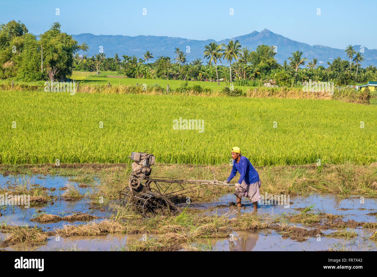 Leyte Rice Philippines Leyte Ormoc Preparing the rice fields for planting Adrian ...