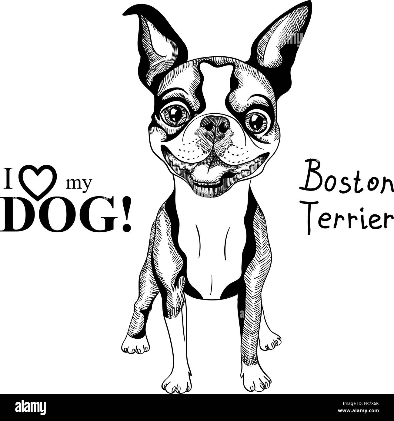 vector sketch dog Boston Terrier breed smiling Stock Vector