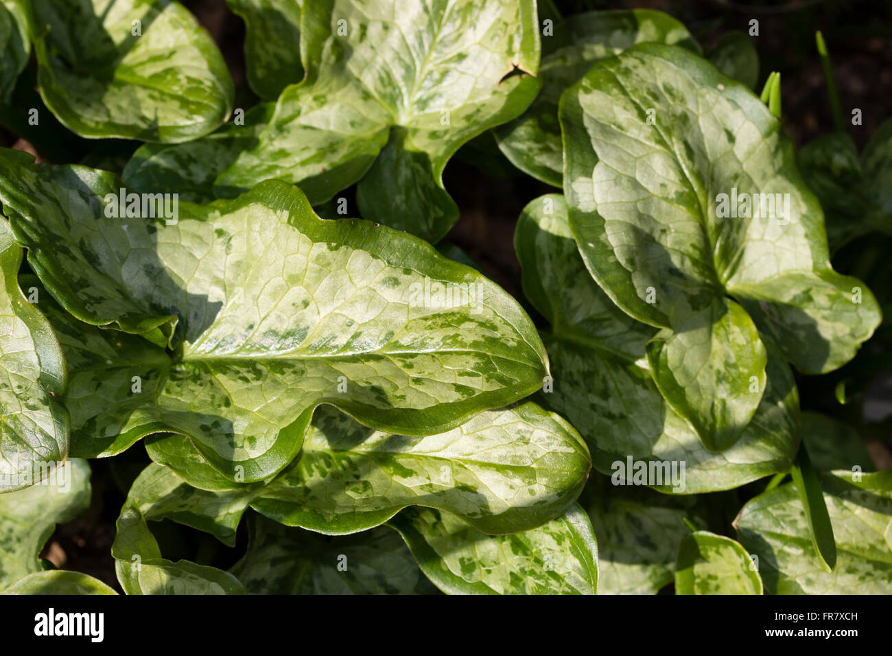 Marbled foliage of the winter and spring foliaged corm, Arum italicum 'Chameleon' Stock Photo