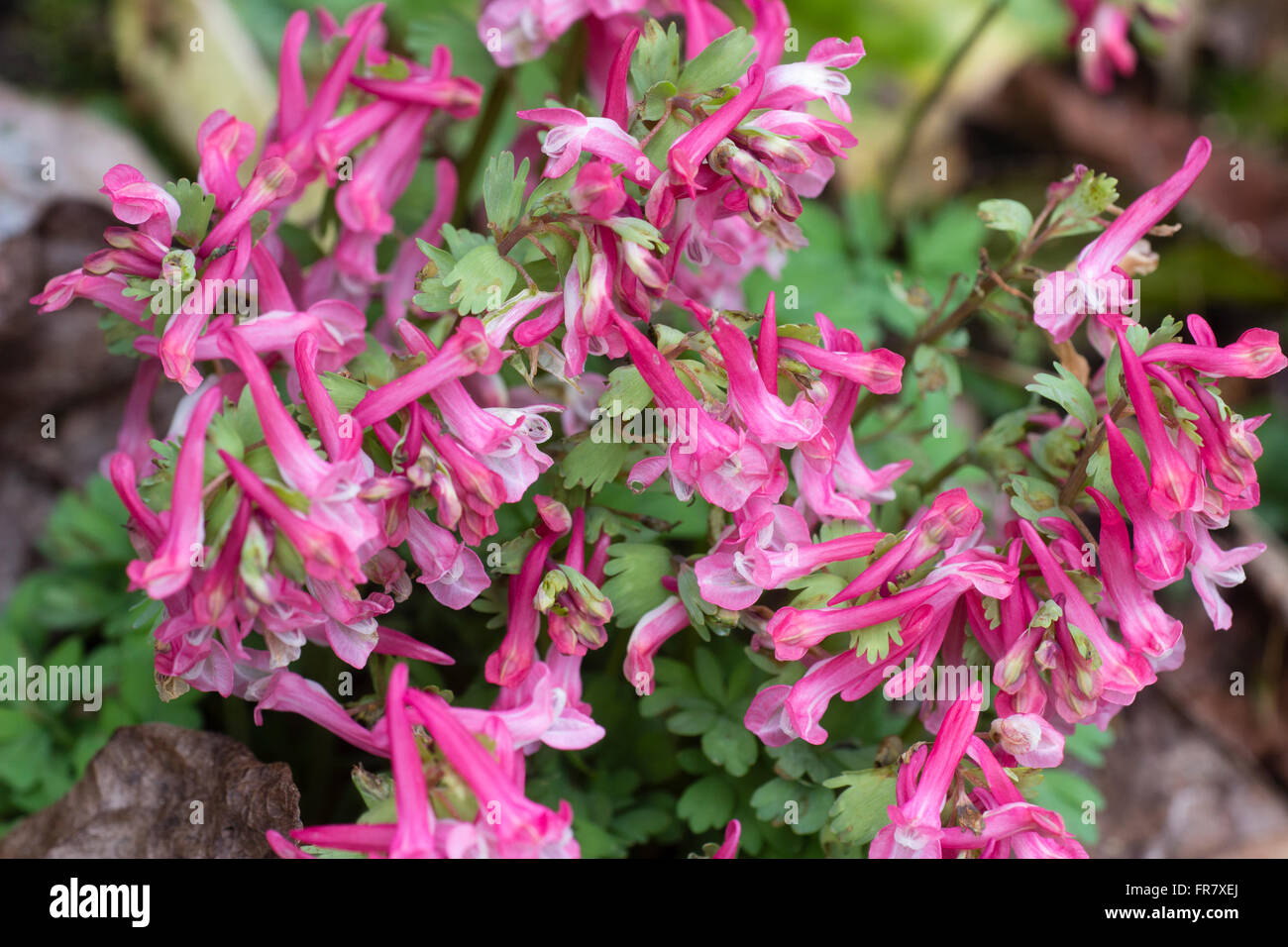 Tubular flowers of the early spring flowering ephemeral, Corydalis solida 'Beth Evans' Stock Photo