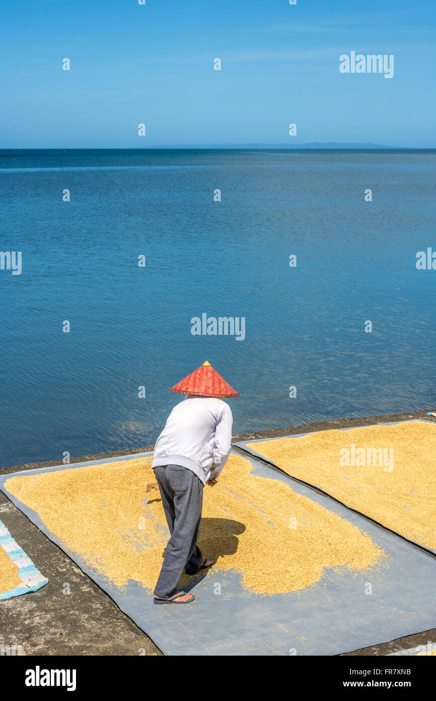 Leyte Rice Philippines Leyte Baybay Spreading rice out to dry beside the sea ...