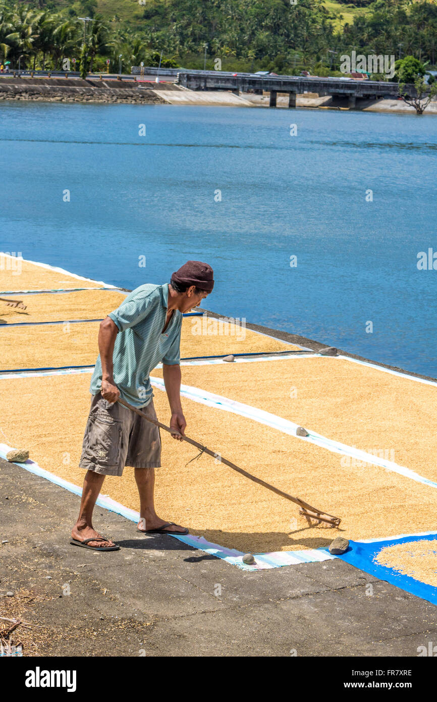 Leyte Rice Philippines Leyte Baybay Spreading rice out to dry beside the sea ...