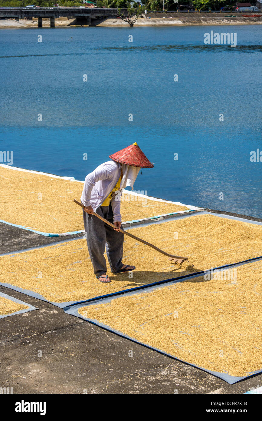Leyte Rice Philippines Leyte Baybay Spreading rice out to dry beside the sea ...