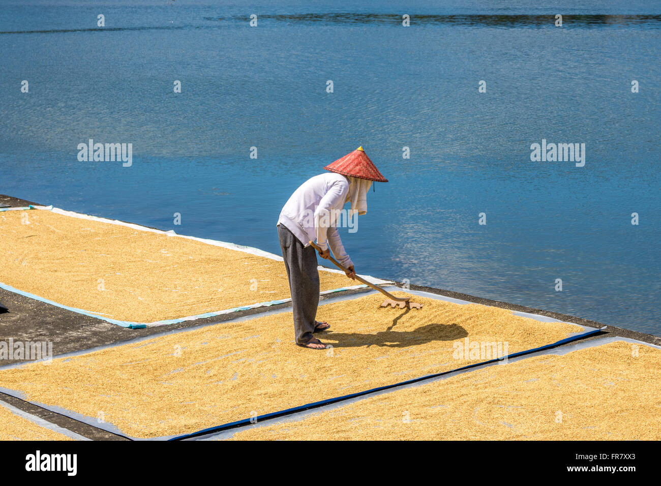 Leyte Rice Philippines Leyte Baybay Spreading rice out to dry beside the sea ...