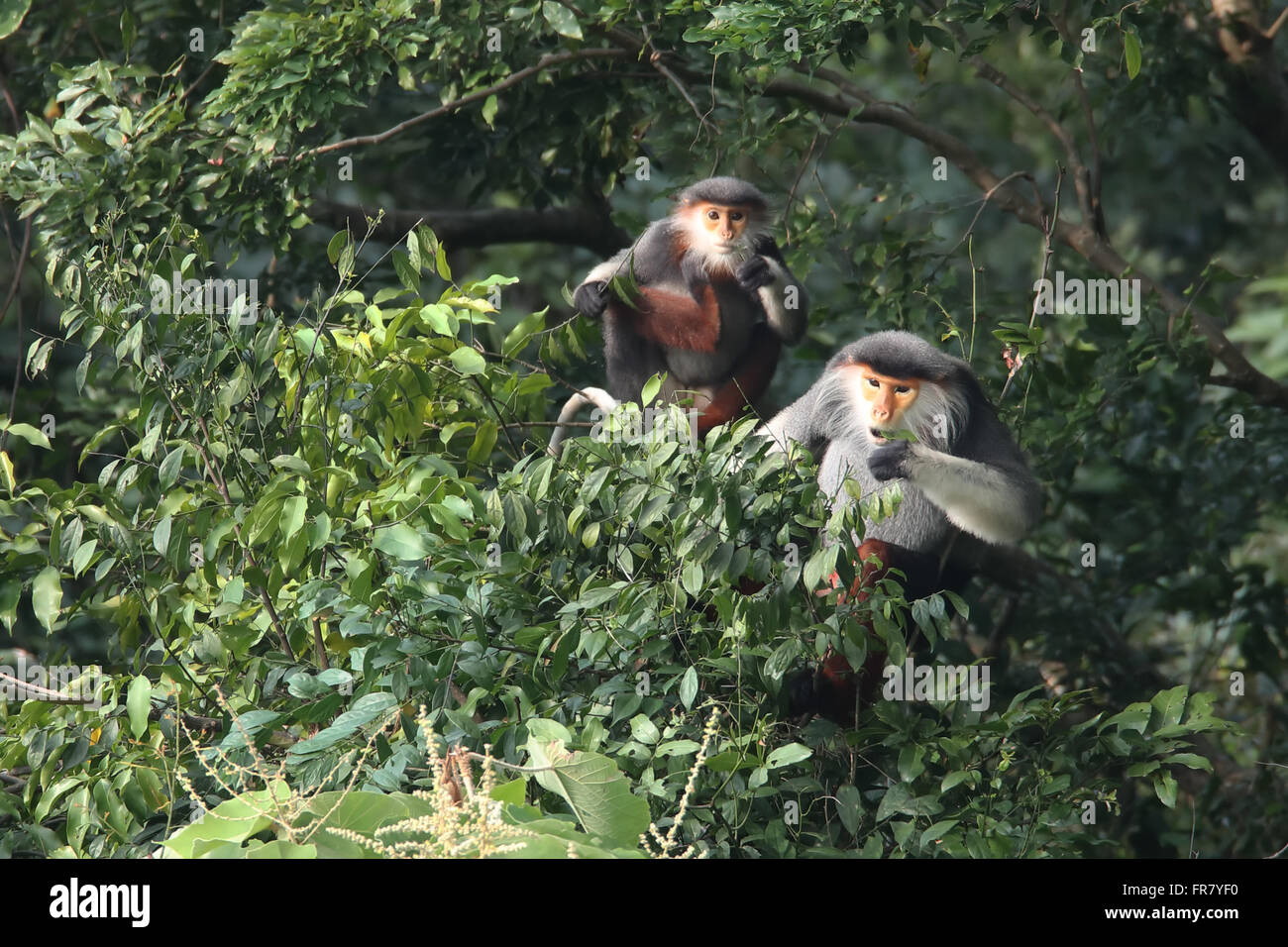 Red-shanked Douc Langur, an endemic primate species in Vietnam and Laos Stock Photo