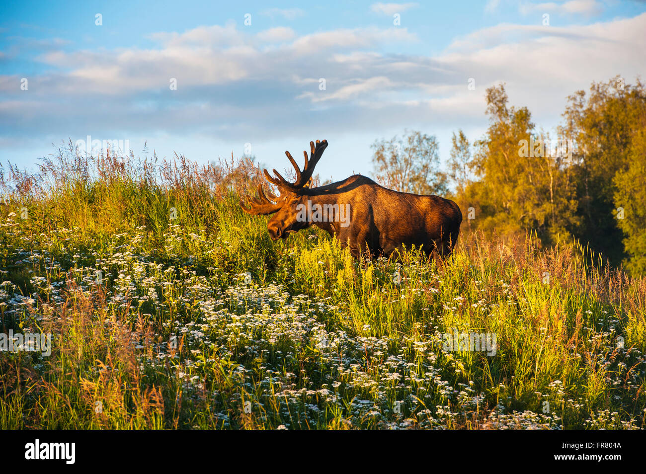 Bull moose in velvet, Kincaid Park, Anchorage, Southcentra Alaska, summer Stock Photo