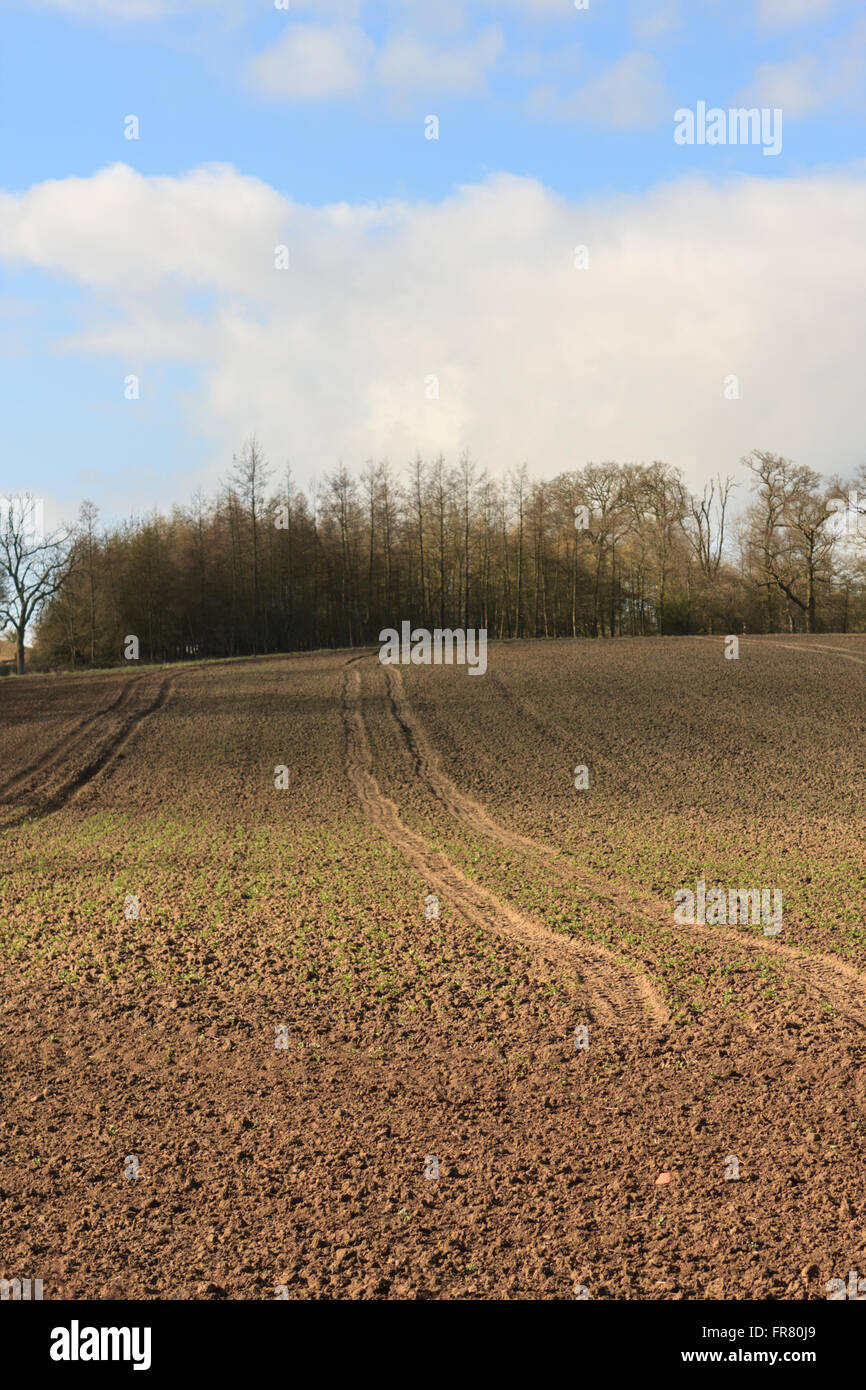Muddy field of crops Stock Photo Alamy