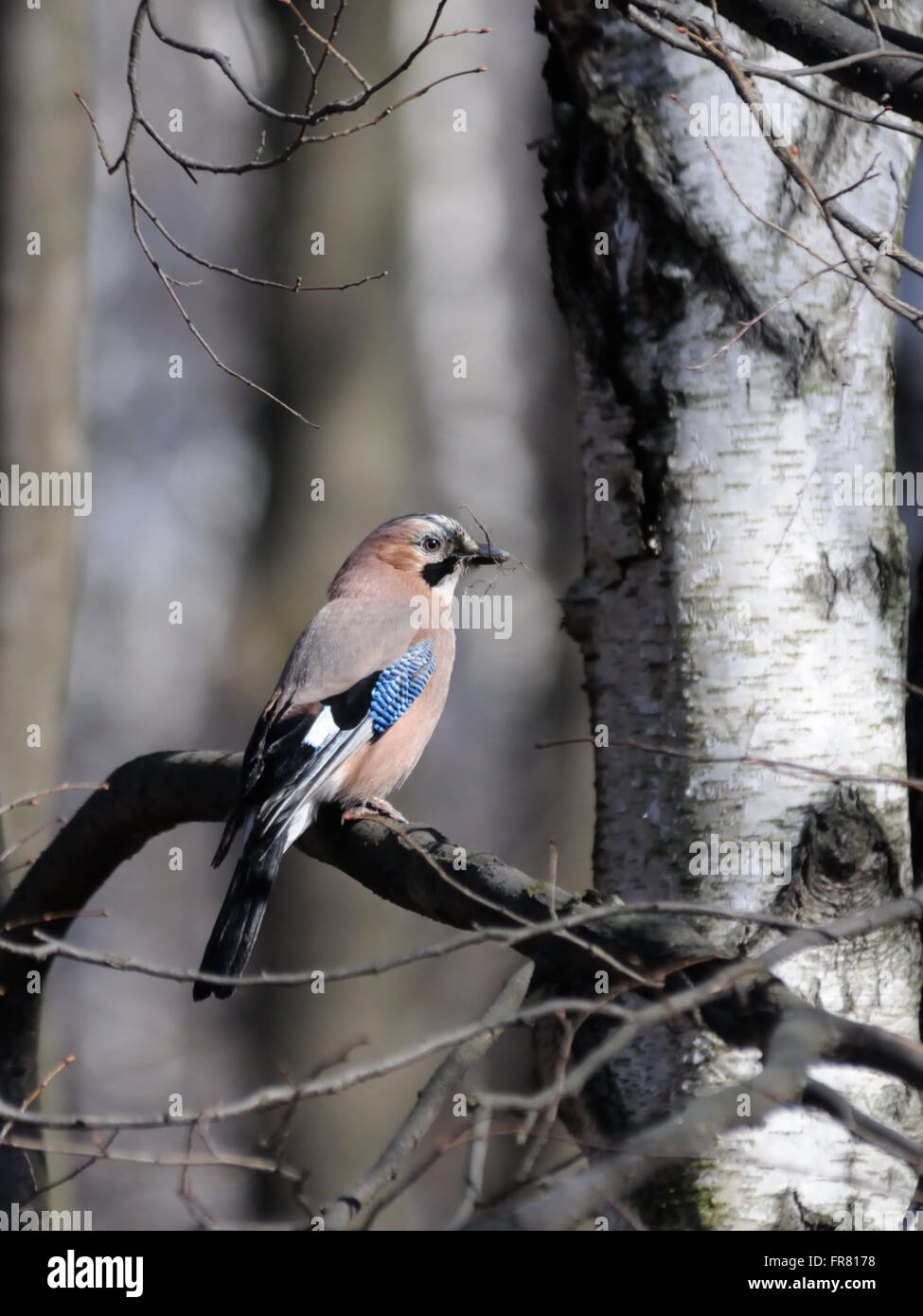 Eurasian jay with building material for a nest in spring. Stock Photo