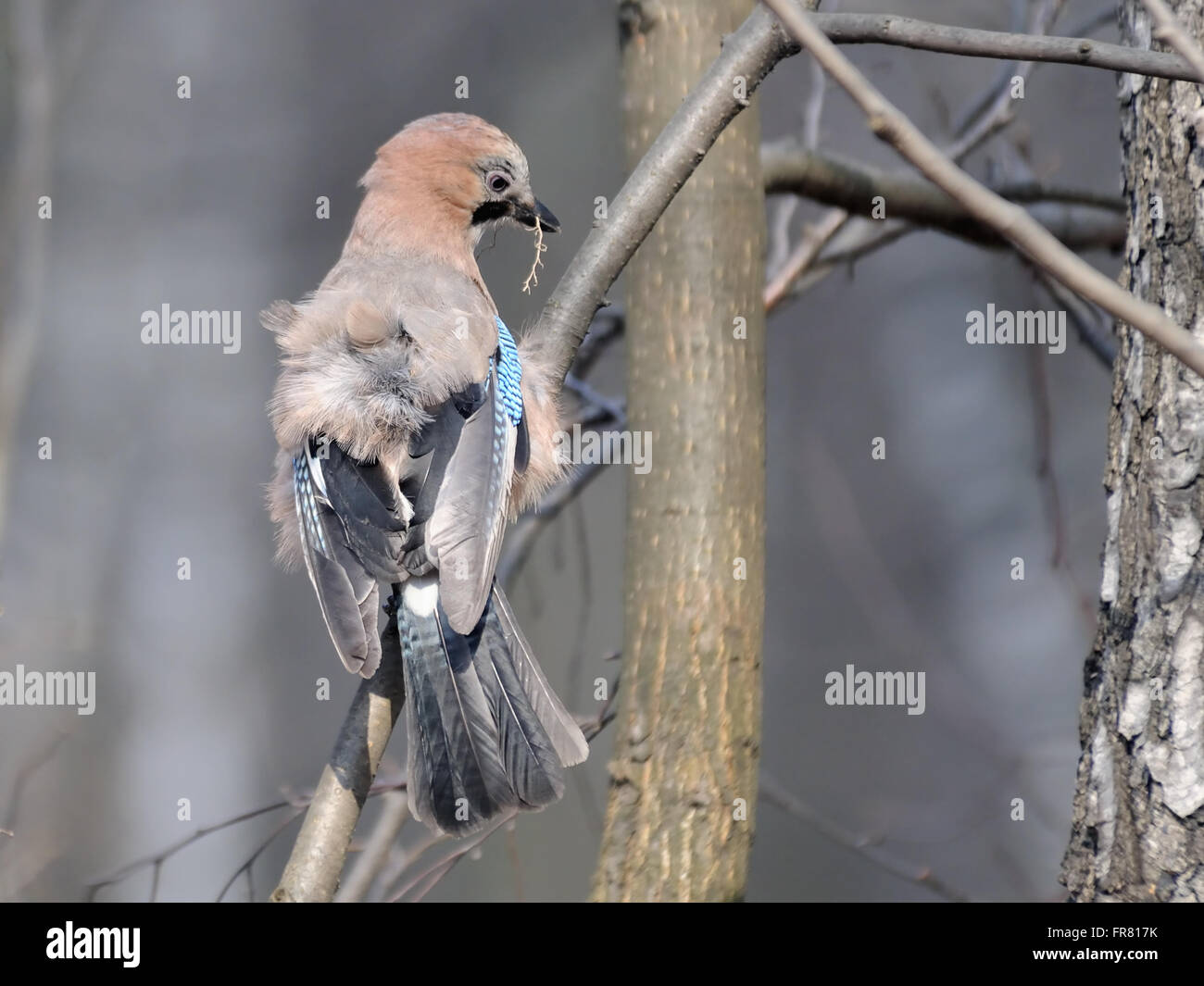 Eurasian jay with building material for a nest in spring. Stock Photo