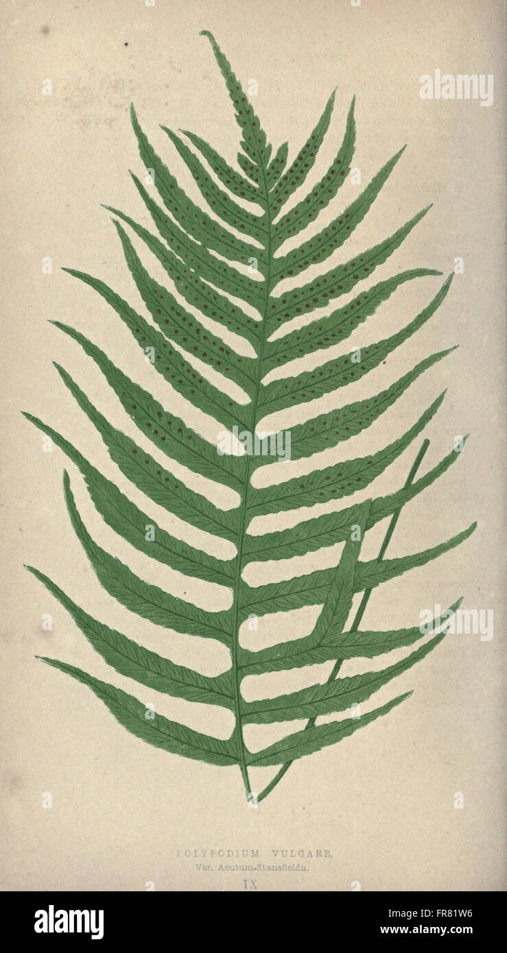 Our native ferns, or, A history of the British species and their varieties (Pl. IX) Stock Photo