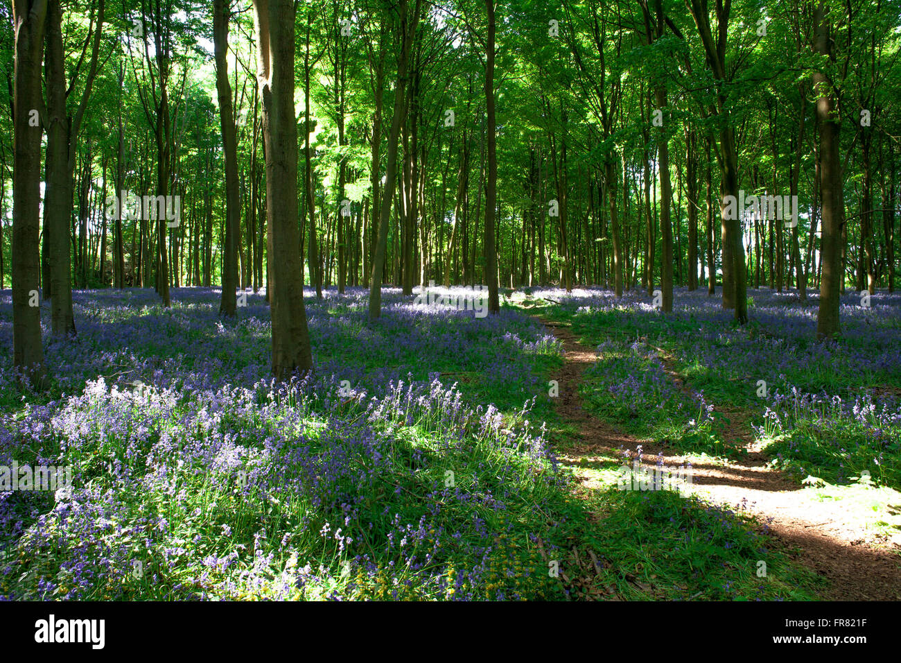 Bluebell Wood Micheldever , Hampshire .England Stock Photo