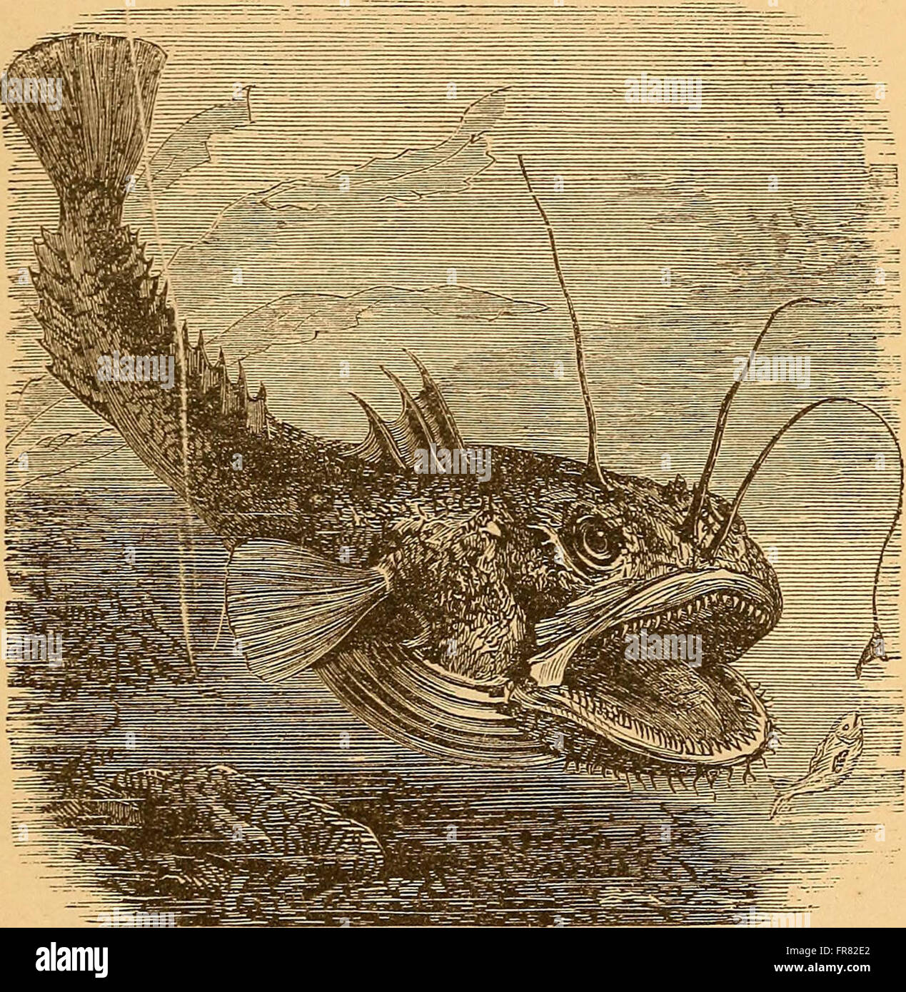 A 1879 guide to the wonders of the ocean, providing insight into marine ...