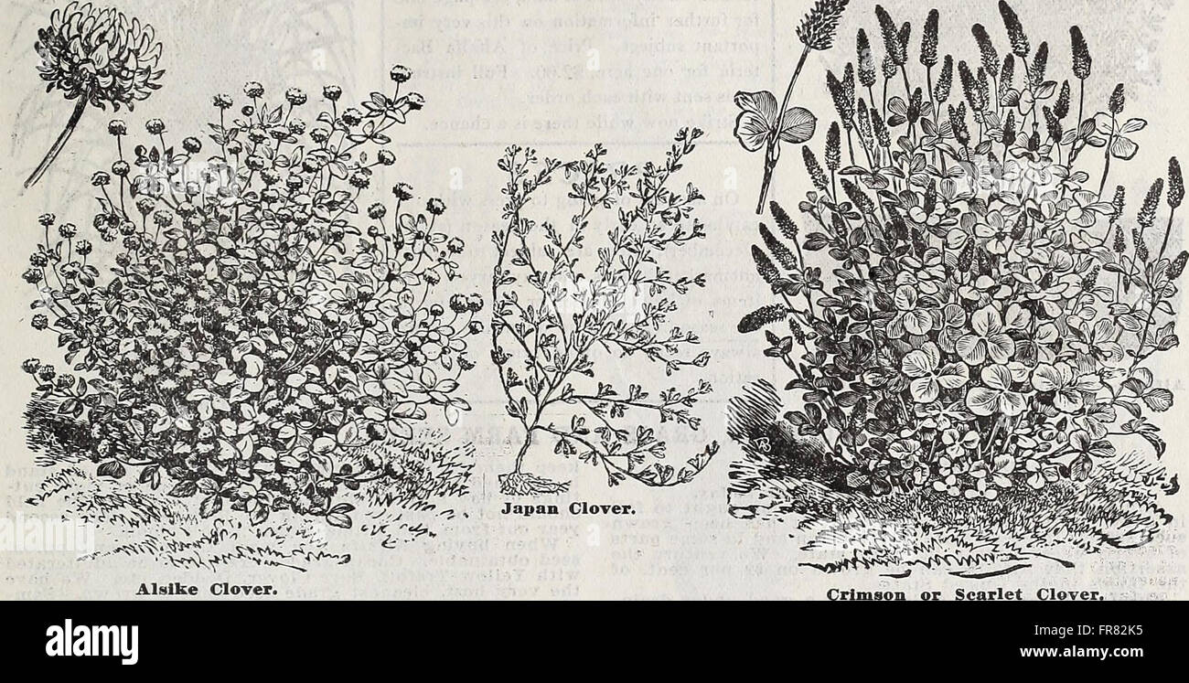 Schwill's annual descriptive catalogue - high class seeds, trees and plants (1910) Stock Photo