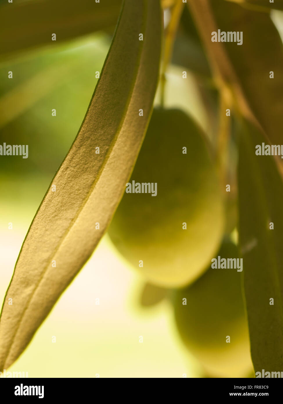 Growing olive tree hires stock photography and images Alamy