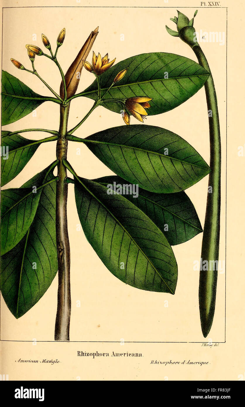 *The North American Sylva* presents an extensive catalog of North