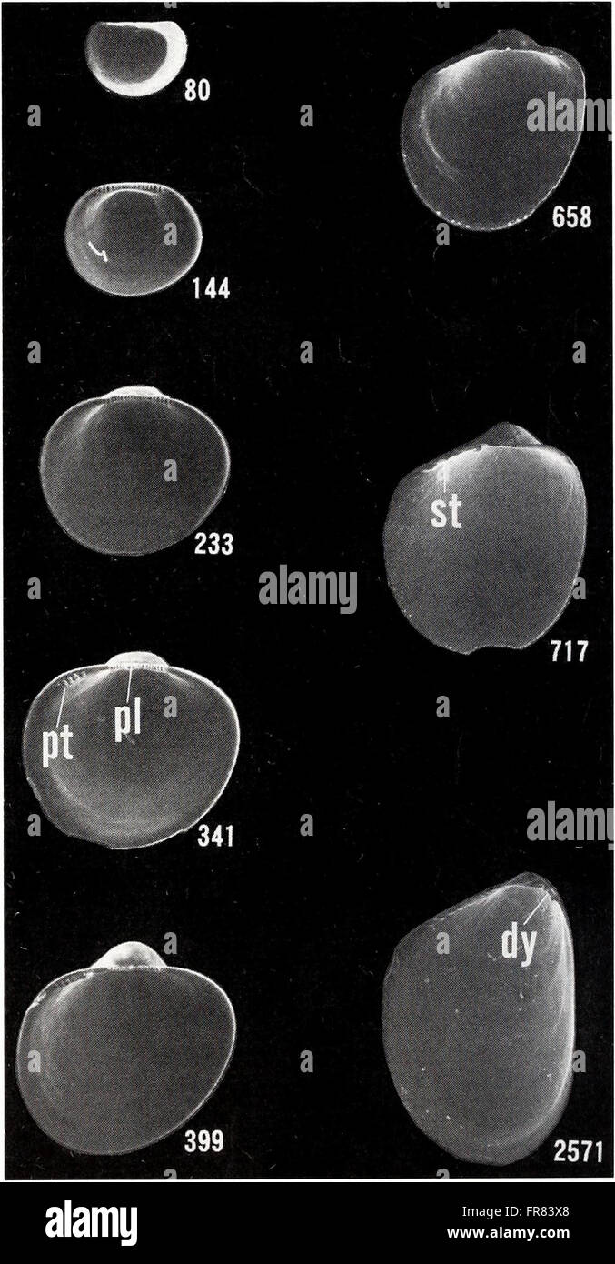 The 2001 edition of the American Malacological Bulletin publishes ...