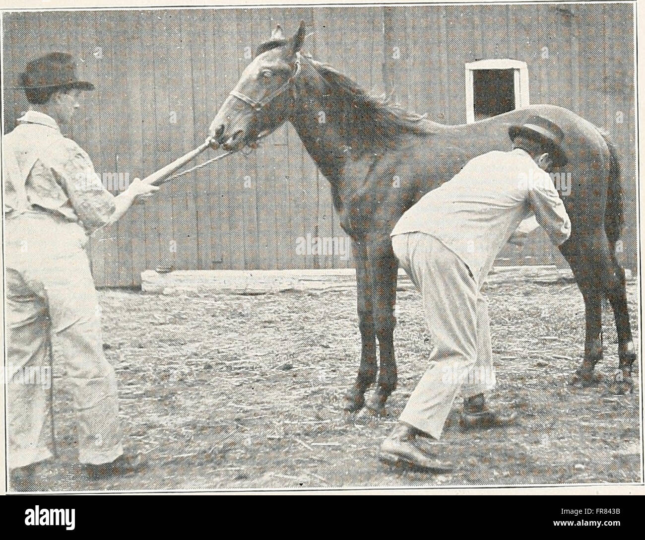 Animal castration (1915 Stock Photo - Alamy