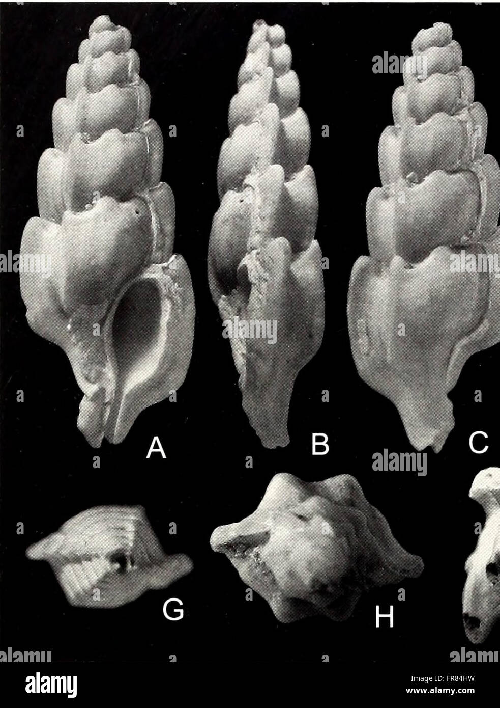 This 2001 publication focuses on malacology, the study of mollusks ...