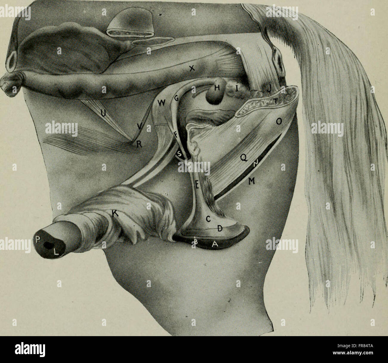 This 1920 work serves as a guide on animal castration, detailing ...