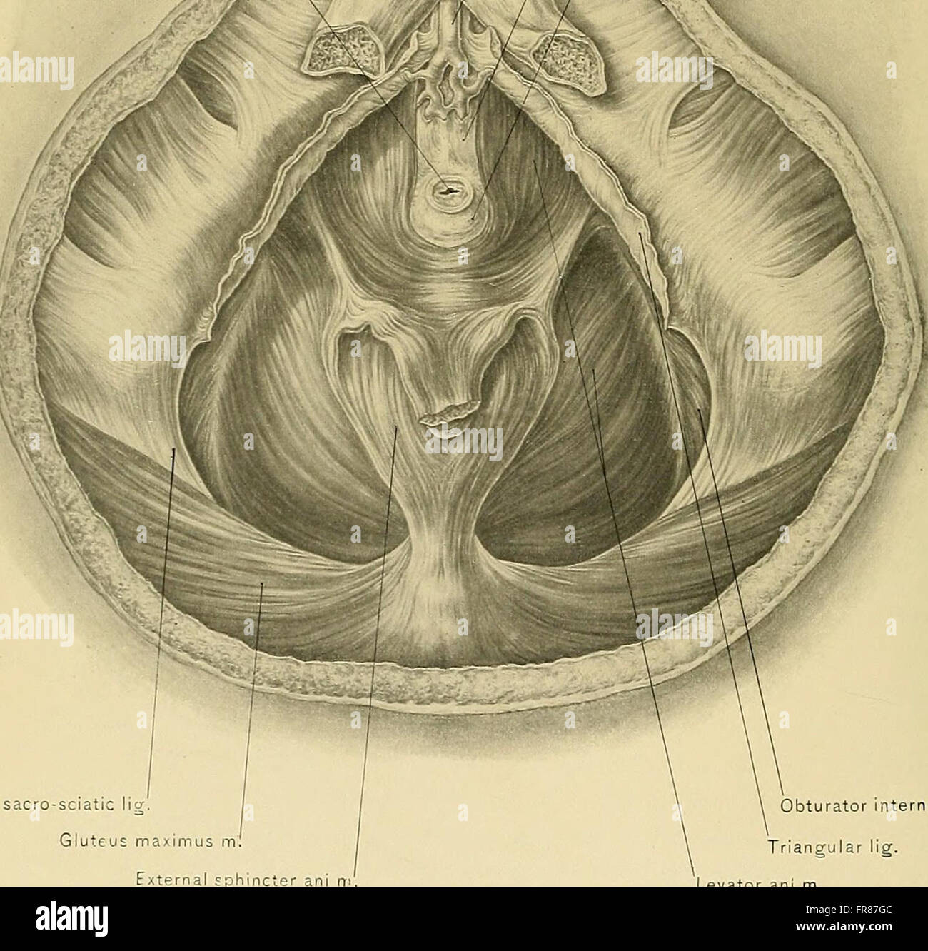 This 1901 treatise provides a detailed study of human anatomy with a ...