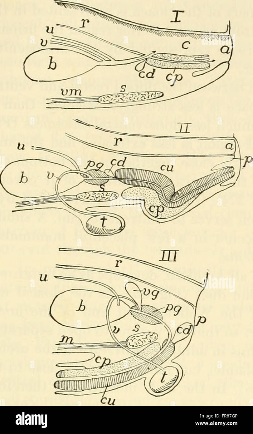 ‘The Chordates’ (1950) is a comprehensive biological text on the phylum ...