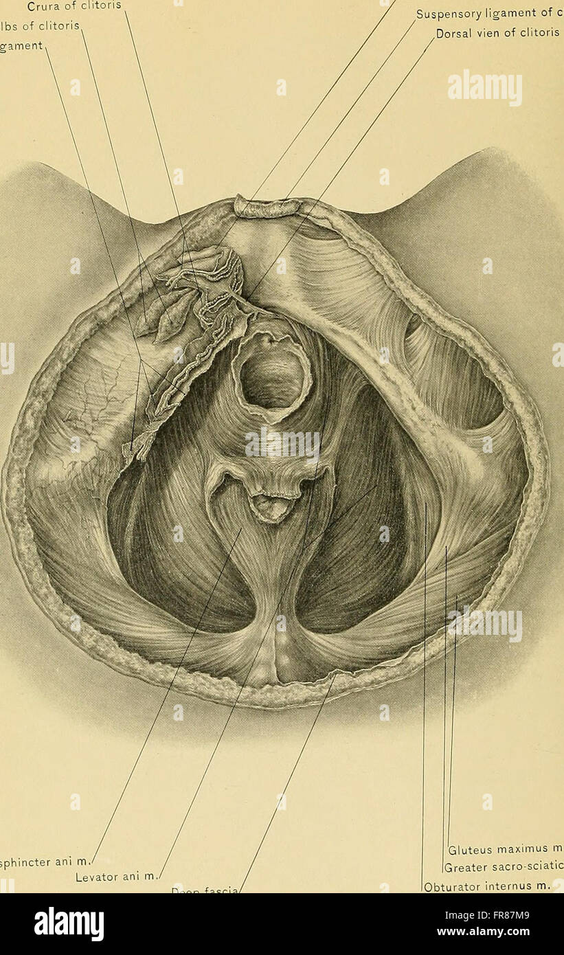 This 1901 work on surgical anatomy focuses on the human body's ...