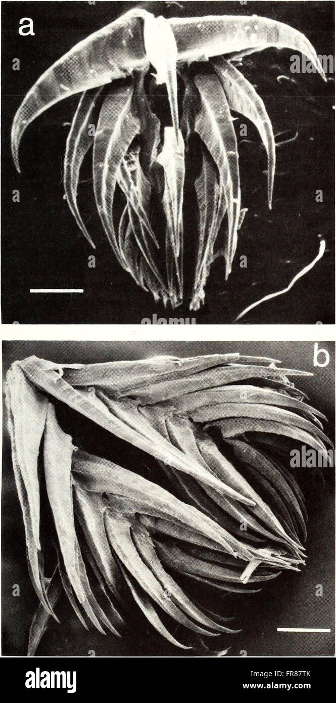 The American Malacological Bulletin (1990) focuses on the study of ...