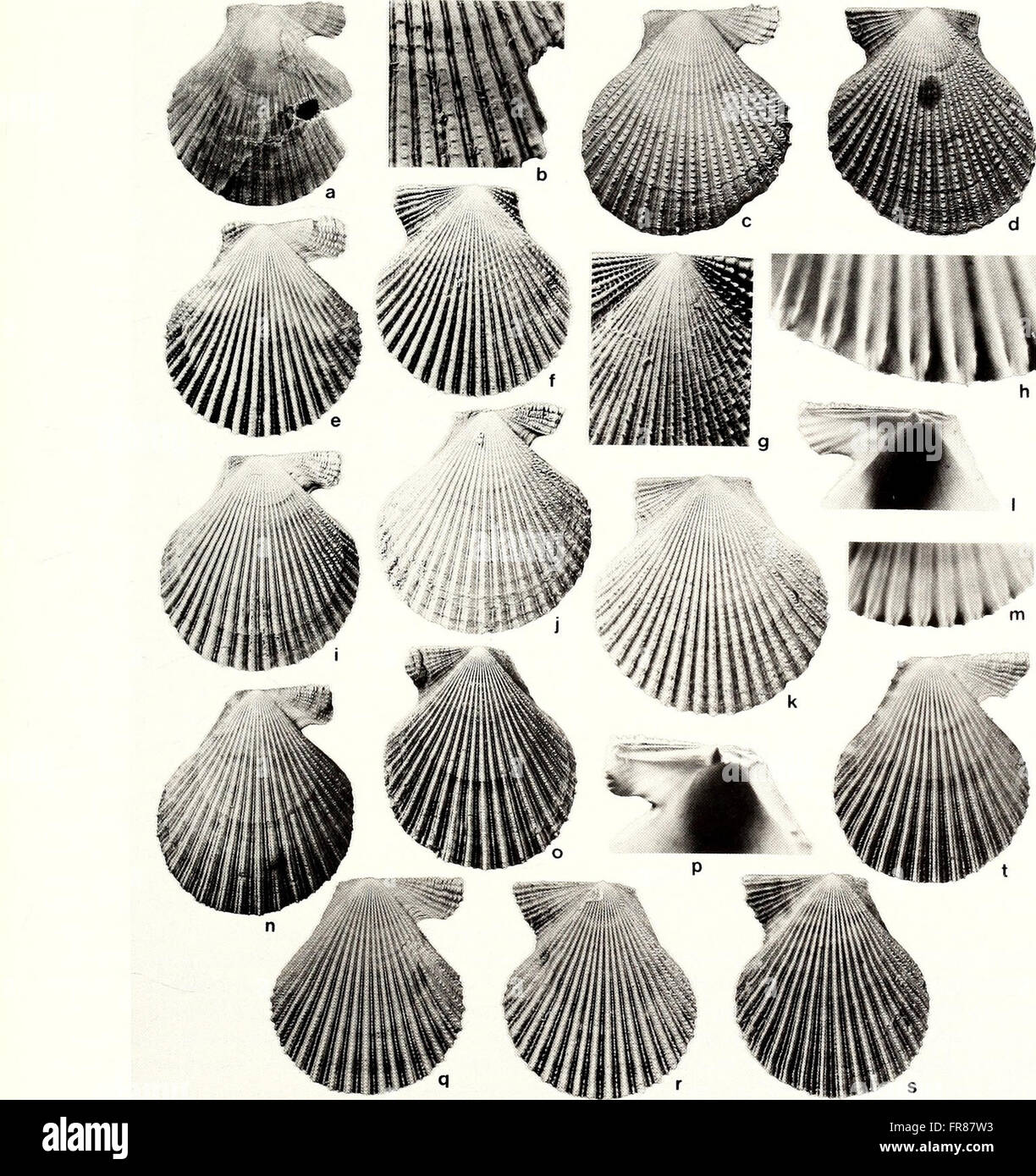 The American Malacological Bulletin (1993) is a scientific journal ...