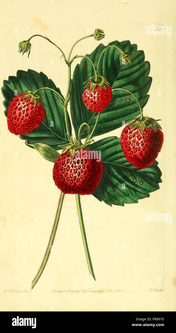 A detailed botanical publication on fruit cultivation, focusing on the ...