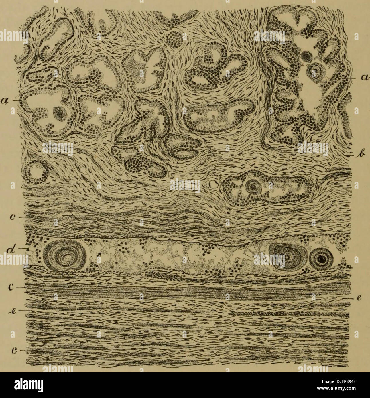 Pathological Science A 1895 text focused on pathological histology, providing an in-depth ...