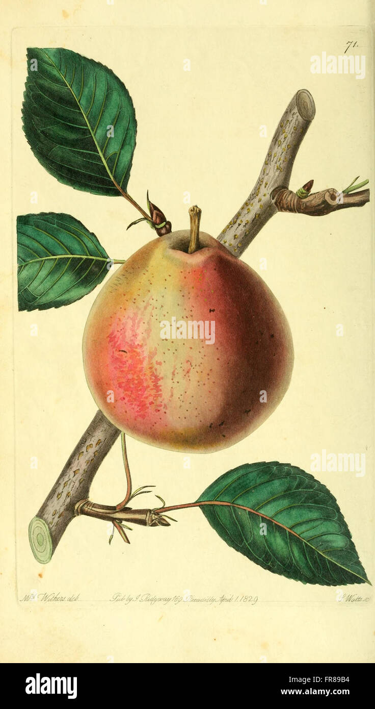Pomology Examples The Pomological Magazine features detailed illustrations and ...
